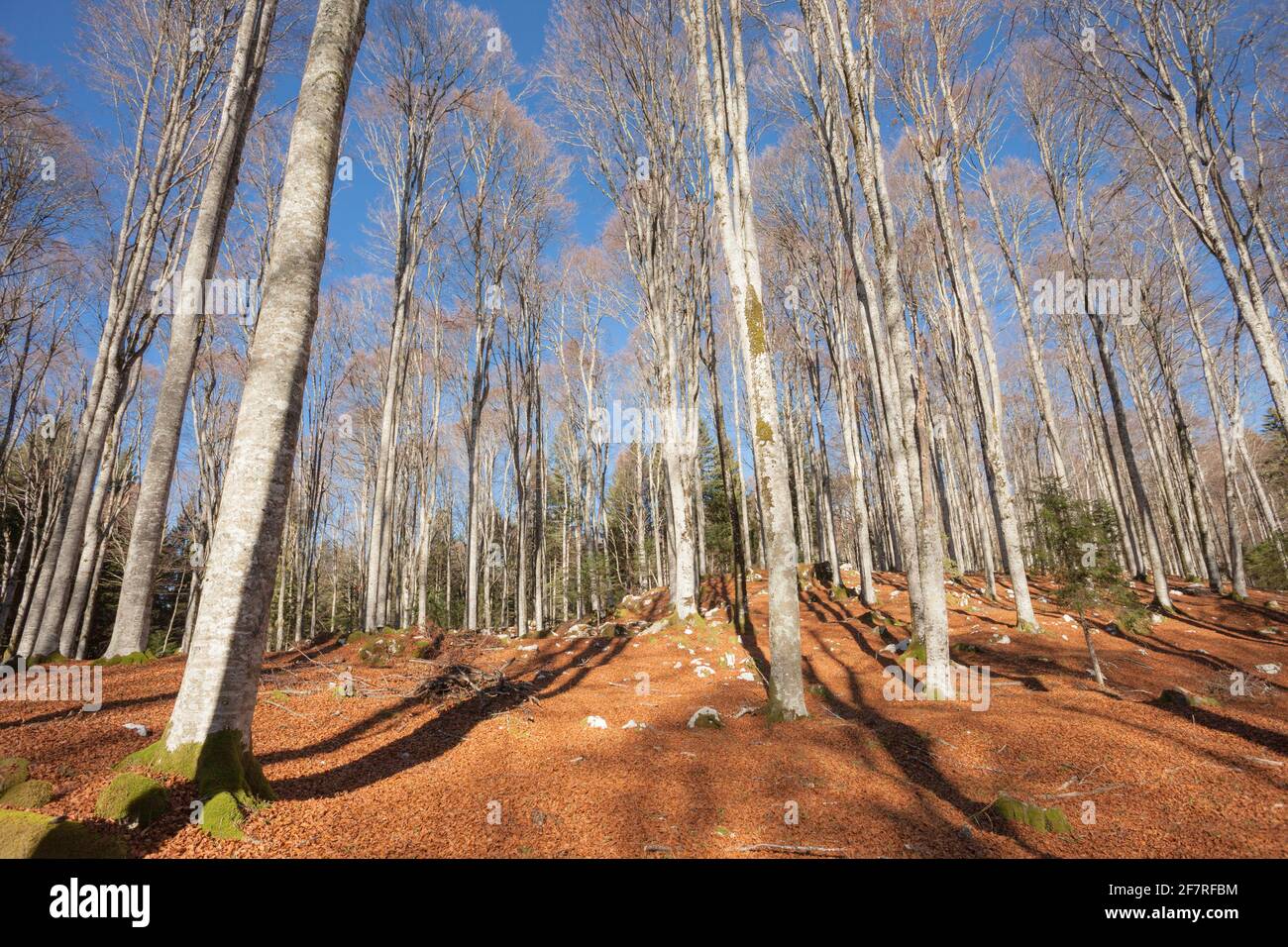 Laub in einem italienischen Wald im Herbst Stockfoto