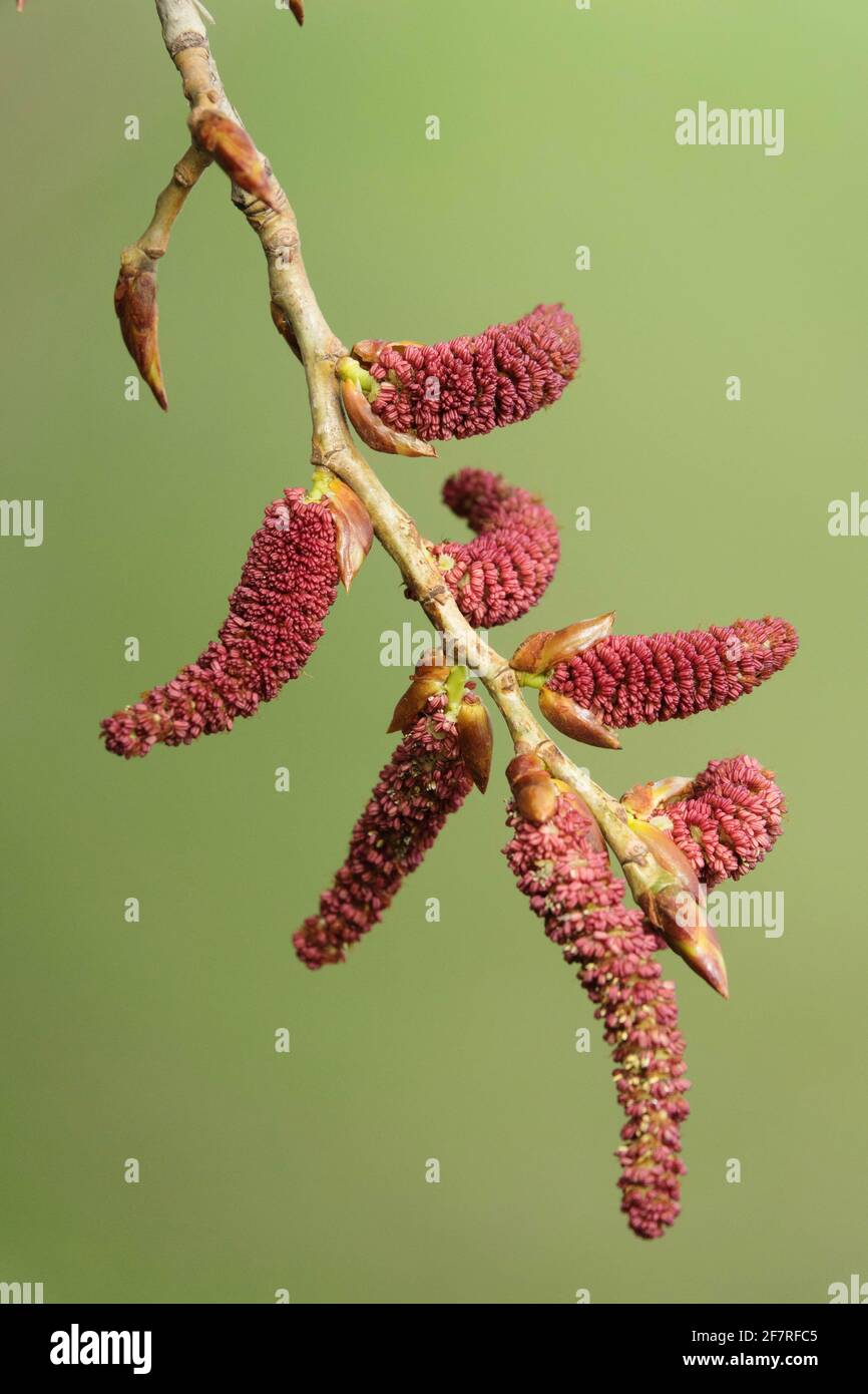 Populus nigra Italica Kätzchen aus nächster Nähe Stockfoto