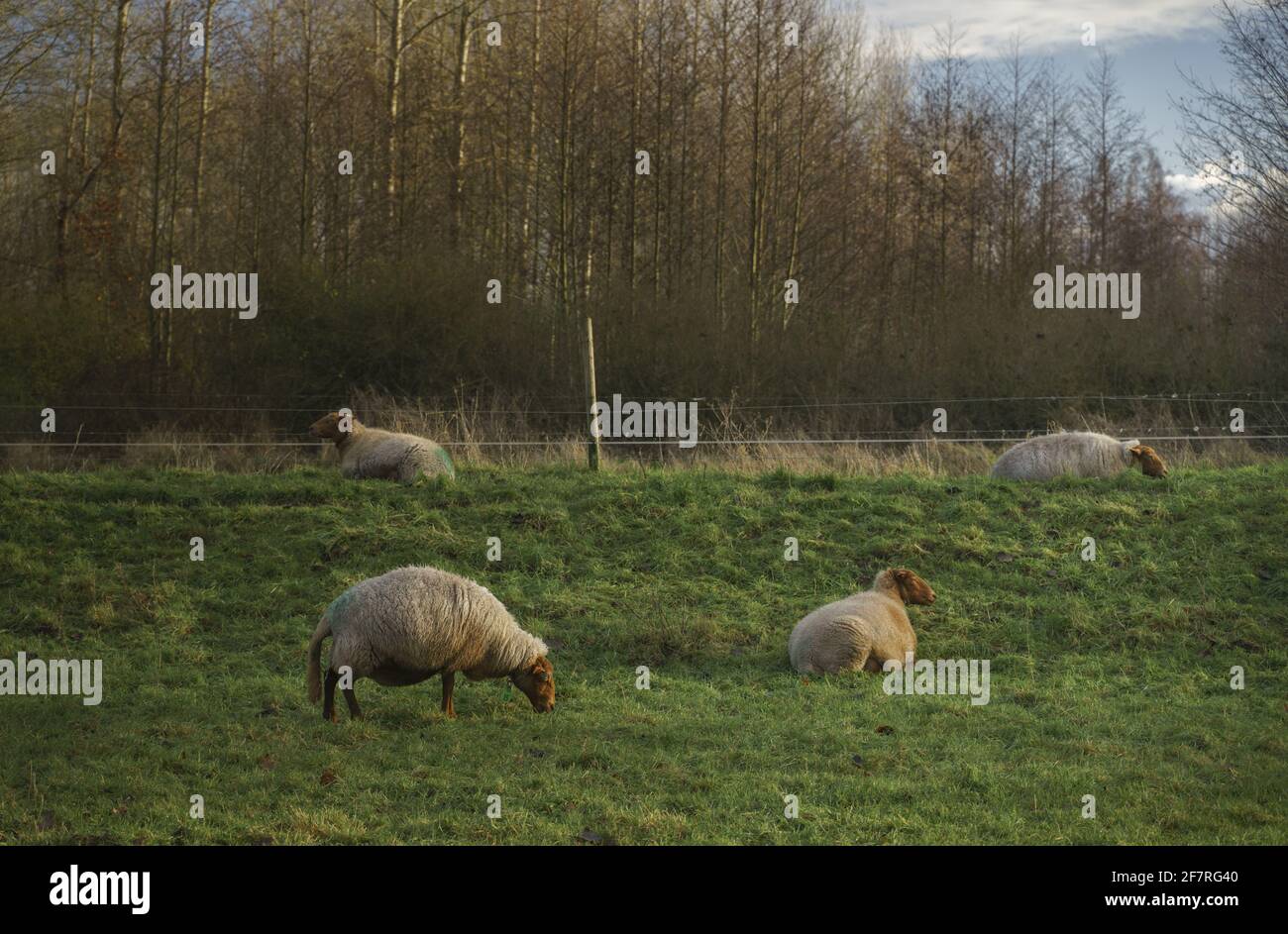 Nahaufnahme von Schafen, die das Gras beweiden und sich entspannen Ein Grasland Stockfoto