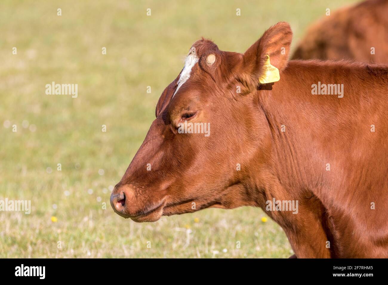 Nutztiere grasen auf den South Downs von Sussex Stockfoto