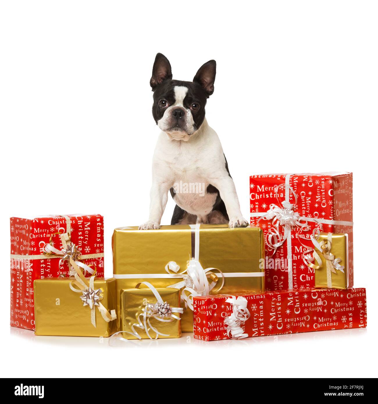 Boston Terrier Hund mit vielen weihnachtsgeschenken isoliert auf weiß Hintergrund Stockfoto