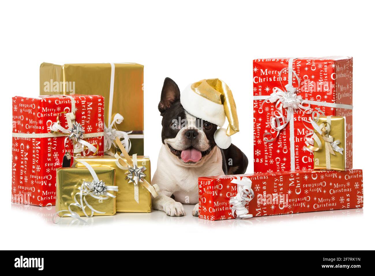 Boston Terrier Hund mit vielen weihnachtsgeschenken isoliert auf weiß Hintergrund Stockfoto