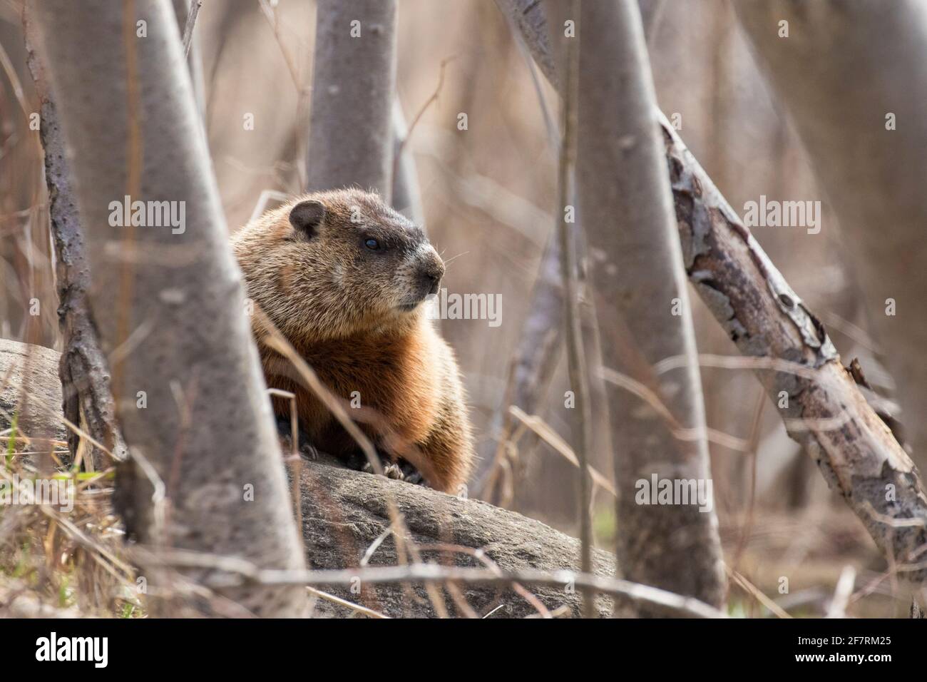 murmeltier (Marmota-Monax), auch als Waldfutter bekannt Stockfoto