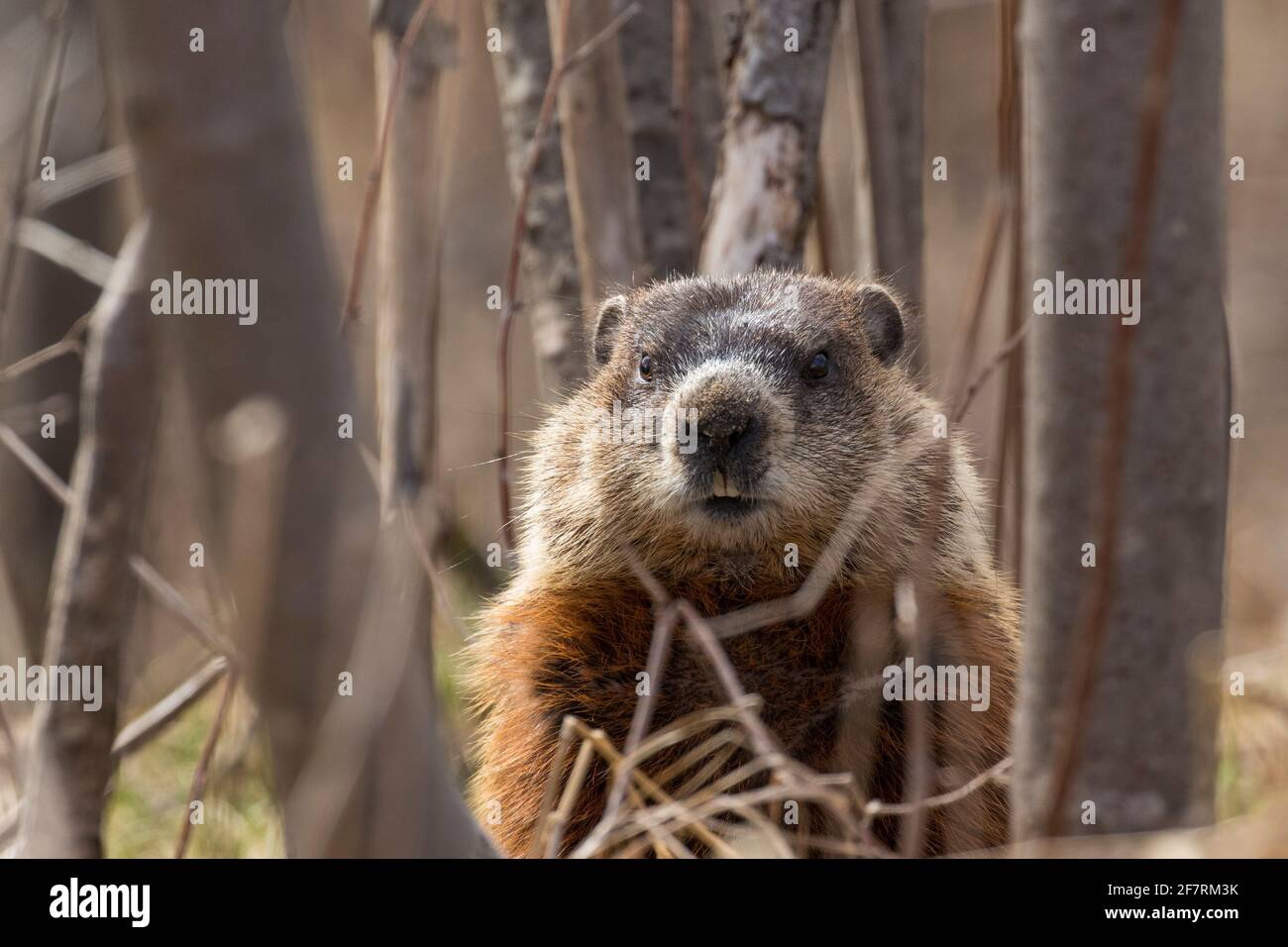 murmeltier (Marmota-Monax), auch als Waldfutter bekannt Stockfoto