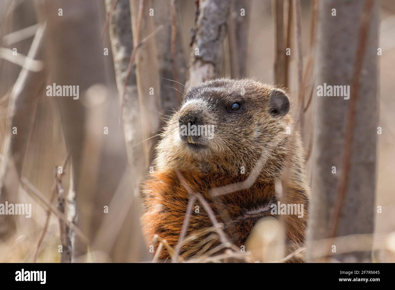 murmeltier (Marmota-Monax), auch als Waldfutter bekannt Stockfoto