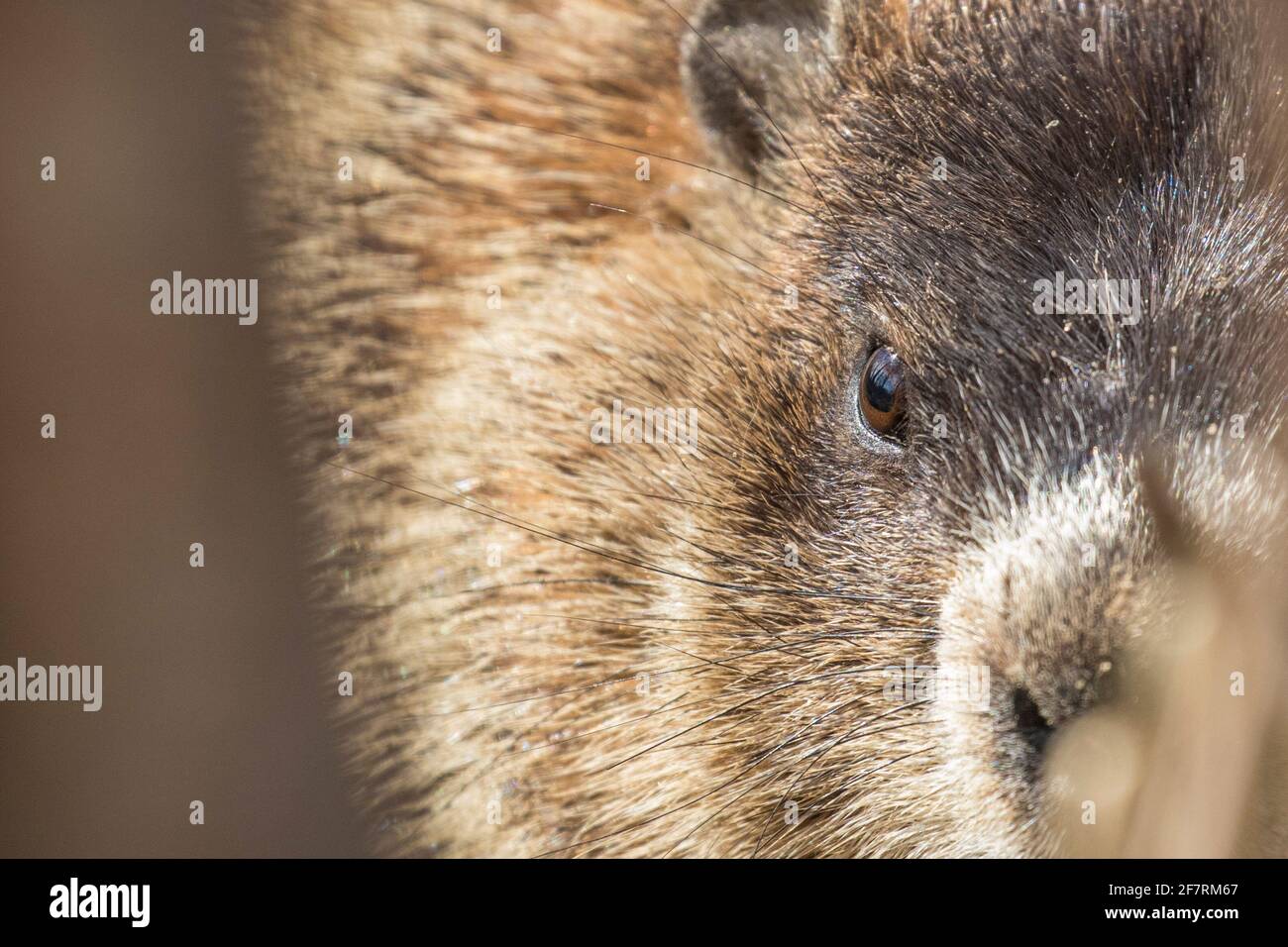 murmeltier (Marmota-Monax), auch als Waldfutter bekannt Stockfoto