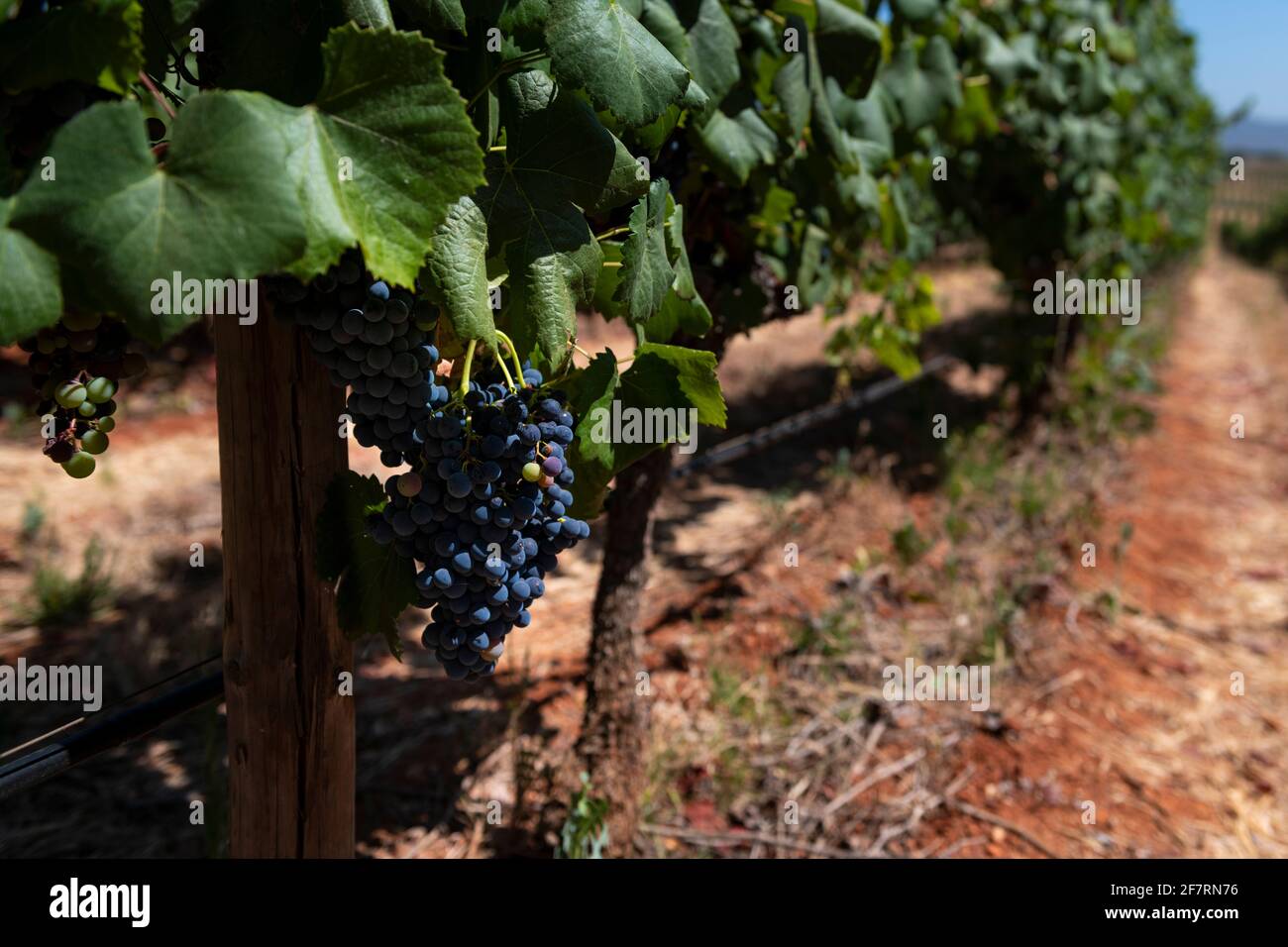 Detail eines Traubenstrauens in einem Weinberg an einem Sommertag, in Alentejo, Portugal Stockfoto