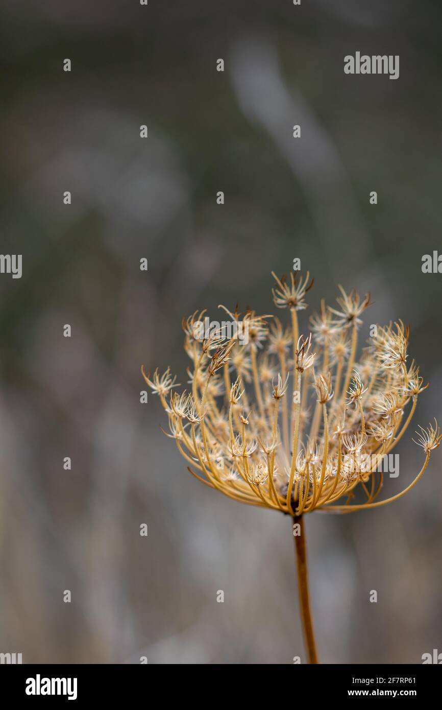 Eine isolierte Blume der wilden Karottenpflanze entlang einer Weg in den Wald Stockfoto