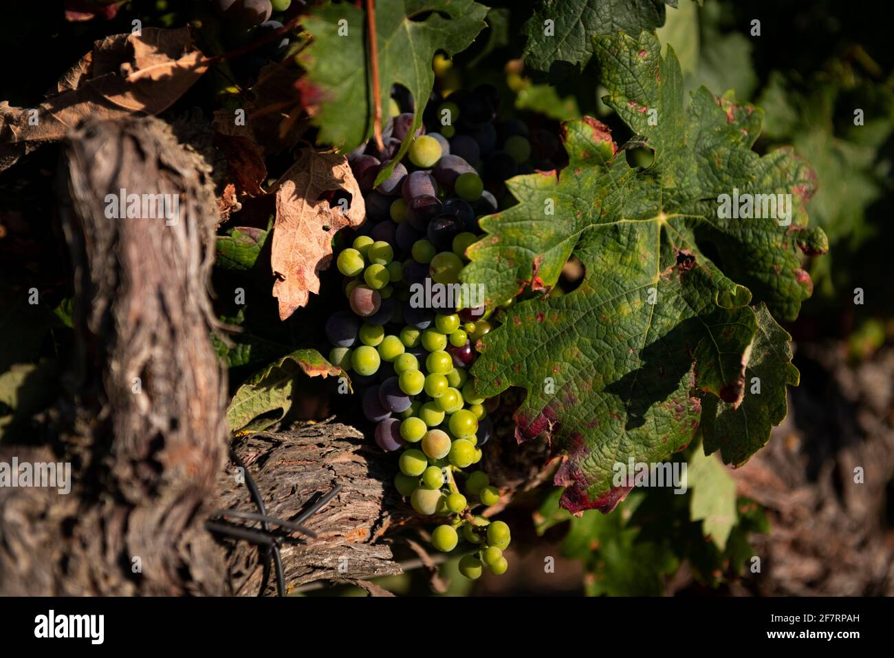 Detail eines Traubenstrauens in einem Weinberg an einem Sommertag, in Alentejo, Portugal Stockfoto