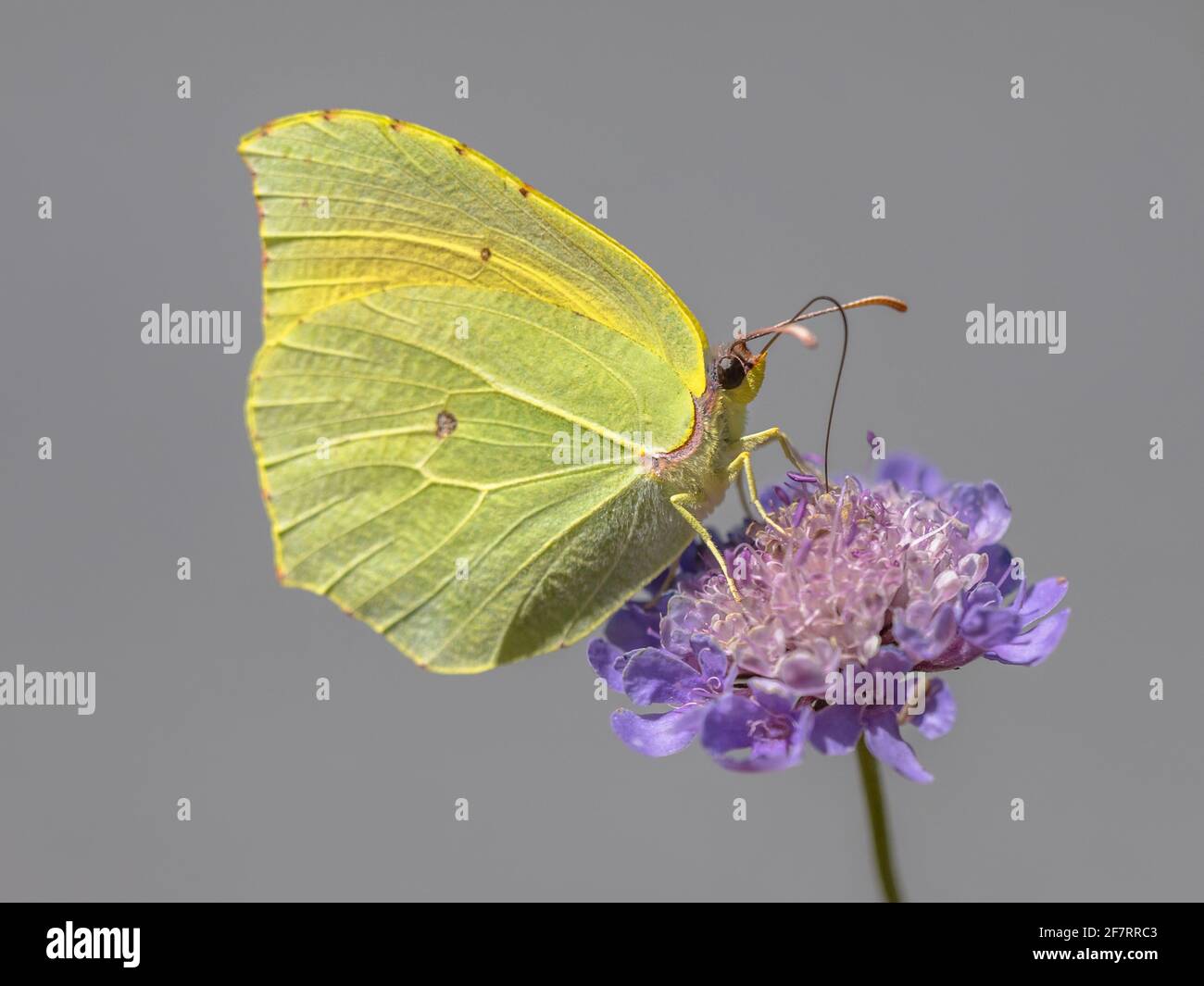 Kleopatra-Schmetterling (Gonepteryx cleopatra), der sich vom Nektar der Blume ernährt. Wildtierszene in der Natur Europas. Frankreich Stockfoto