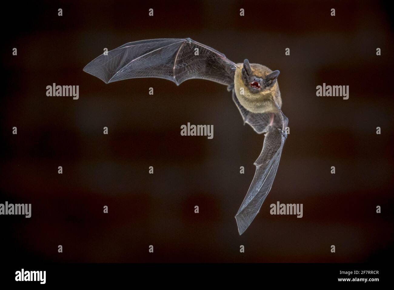 Pipistrelle bat (Pipistrellus pipistrellus) echolocating beim Fliegen am Dachboden des Hauses vor der Mauer in der Dunkelheit. Diese Sorte ist bekannt für r Stockfoto