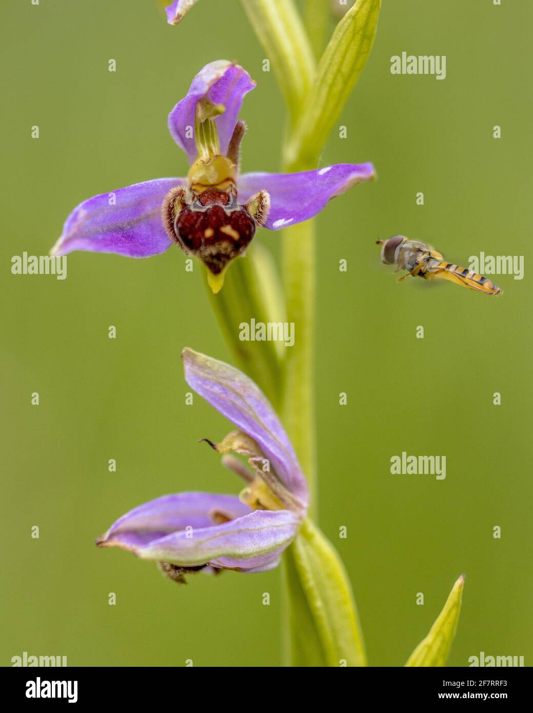 Schwebfliege in der Nähe der Bienenorchidee (Ophrys apifera), rosa Blüten, die Humblebee-Insekten imitieren, um die Blume zu polieren. Auf unscharfem grünen Hintergrund Stockfoto