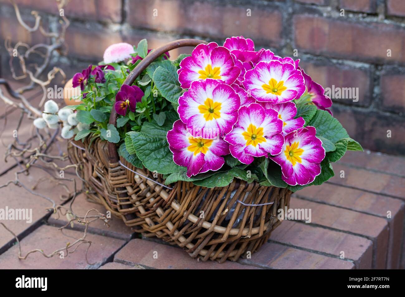 Rosa Primrose, Viola-Blume und bellis perennis im Korb als rustikale Frühlingsdekoration Stockfoto