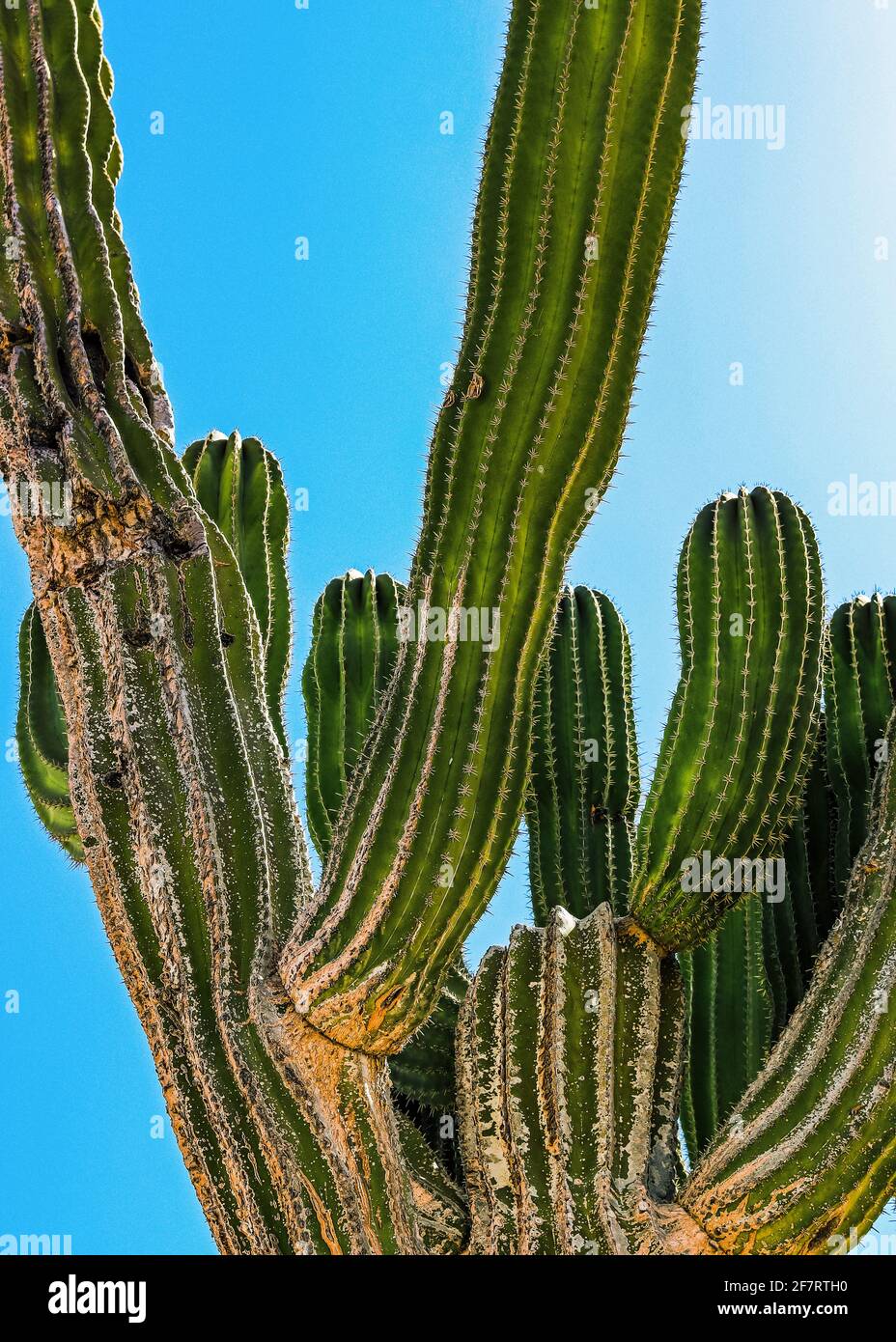 Ein großer Kaktus mit einem blauen Himmel Hintergrund Stockfoto