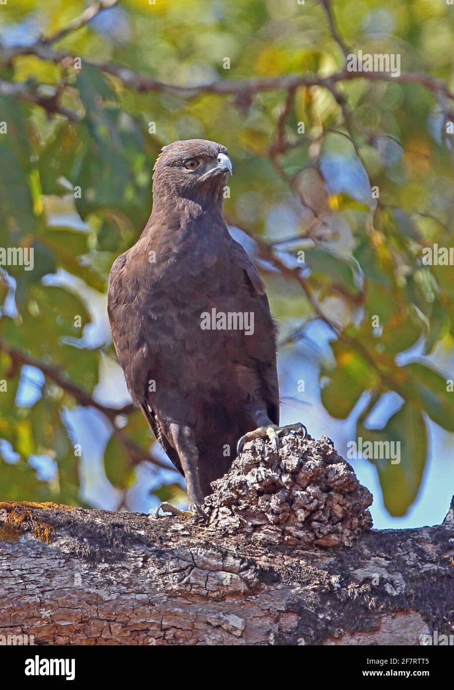 Wandelbarer Falkadler (Nisaetus cirrhatus limnaeetus), ein dunkler morph Erwachsener, der auf einem Zweig in der Nähe von Tmatboey, Kambodscha, thront Januar Stockfoto