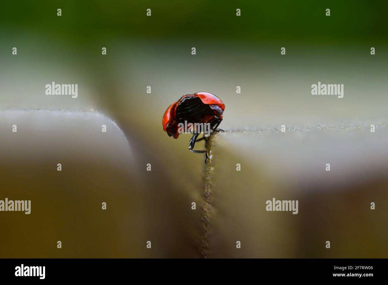 Marienkäfer/Marienkäfer von hinten mit geöffneter Flügelabdeckung Stockfoto