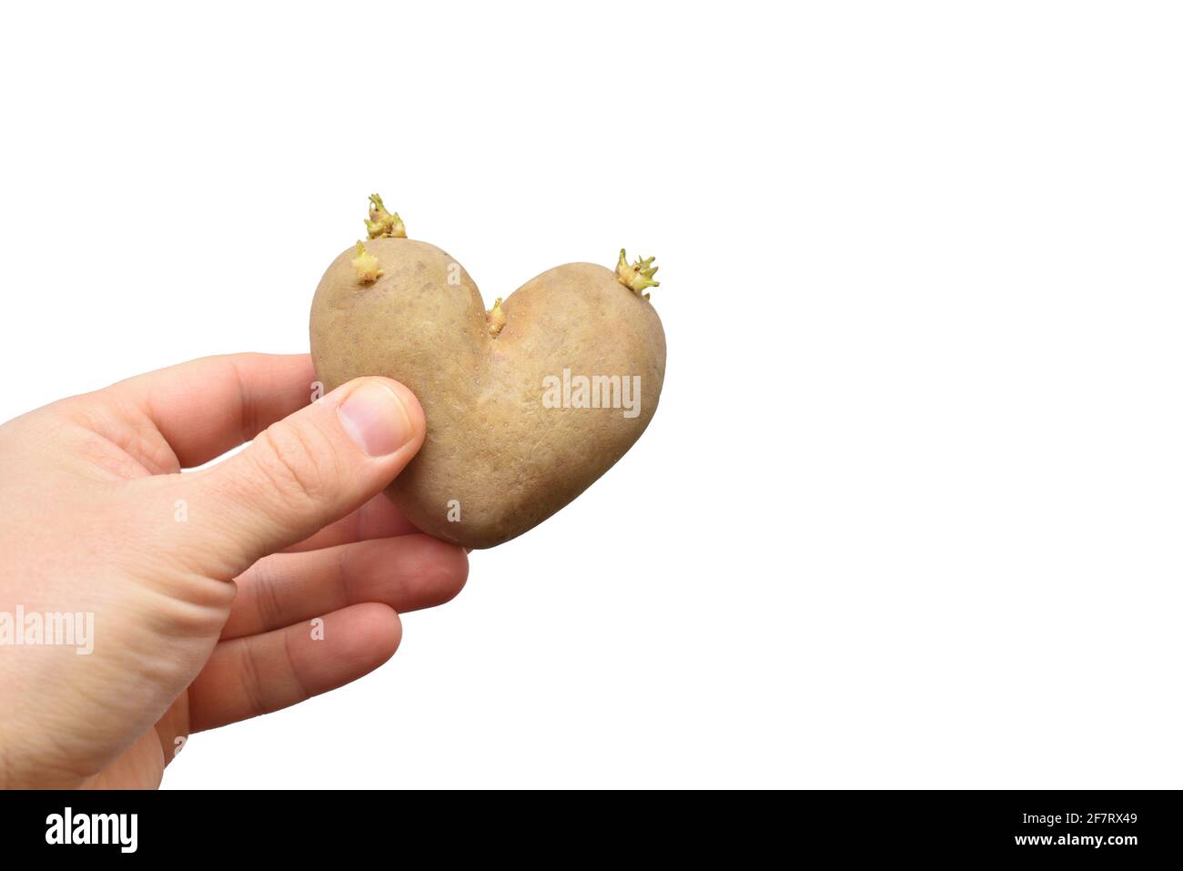 Herzförmige Kartoffel mit Sprossen in menschlicher Hand Stockfoto