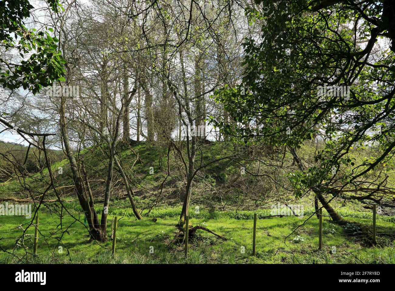 Motte und Bailey mit Bäumen, die daraus wachsen, in Stowting, Kent, England, Vereinigtes Königreich Stockfoto