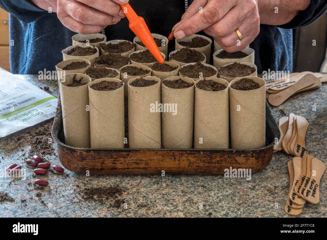 Frau pflanzte französische Bohnen in alte Toilettenbrötchen, gefüllt mit Topfkompost und in einem wiederverwendeten Backblech mit Lollipop-Sticks als Etiketten gehalten. Stockfoto