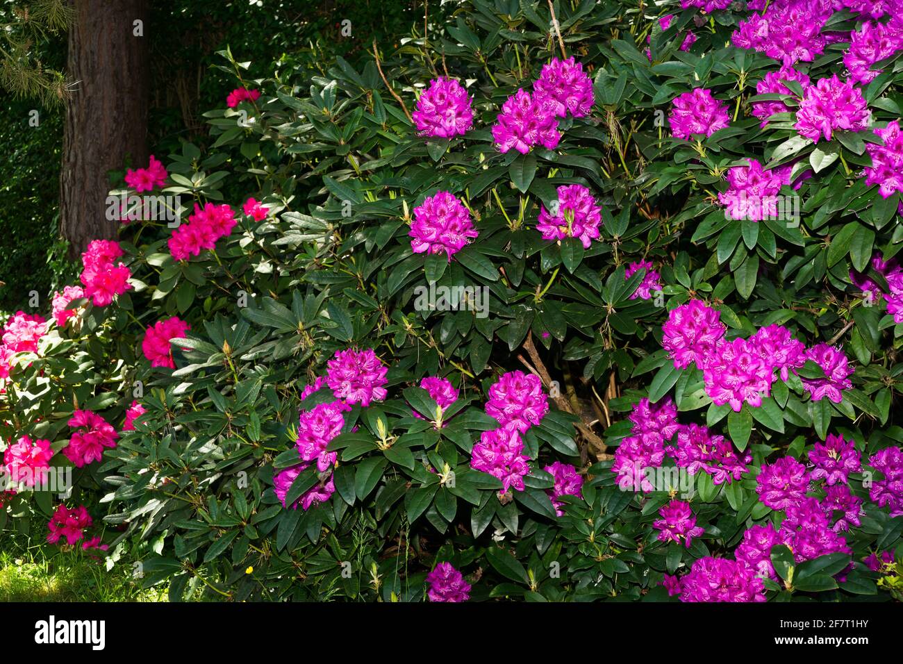 Große lila und rote Rhododendren in Blüte im Frühjahr in der Nähe Paris im Mai Stockfoto