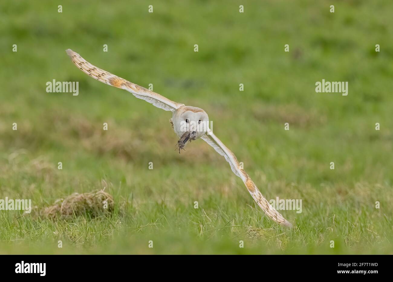 Stalleule, Tyto alba im Flug, der seine Beute trägt, eine Feldmaus, Microtus agrestis, über der Weide. Dorset. Stockfoto
