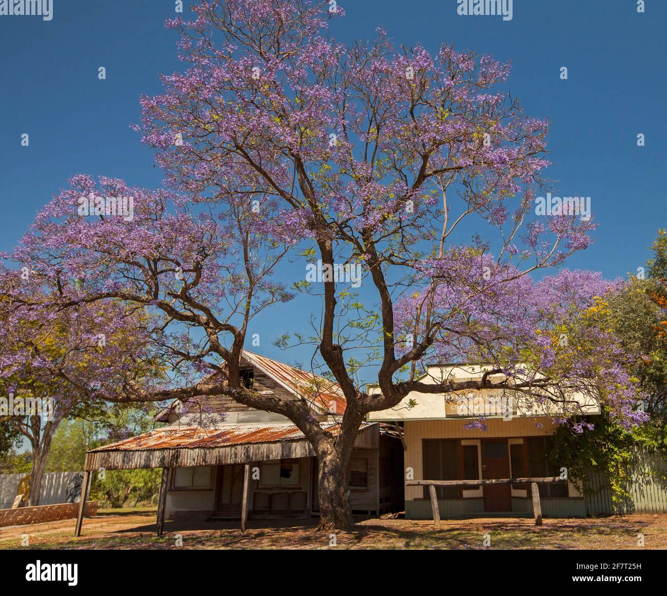 Jacaranda mimosifolia, ein großer Laubbaum, der mit malvenroten Blumen vor einem blauen Himmel im historischen Dorf Krakau in Australien bedeckt ist Stockfoto