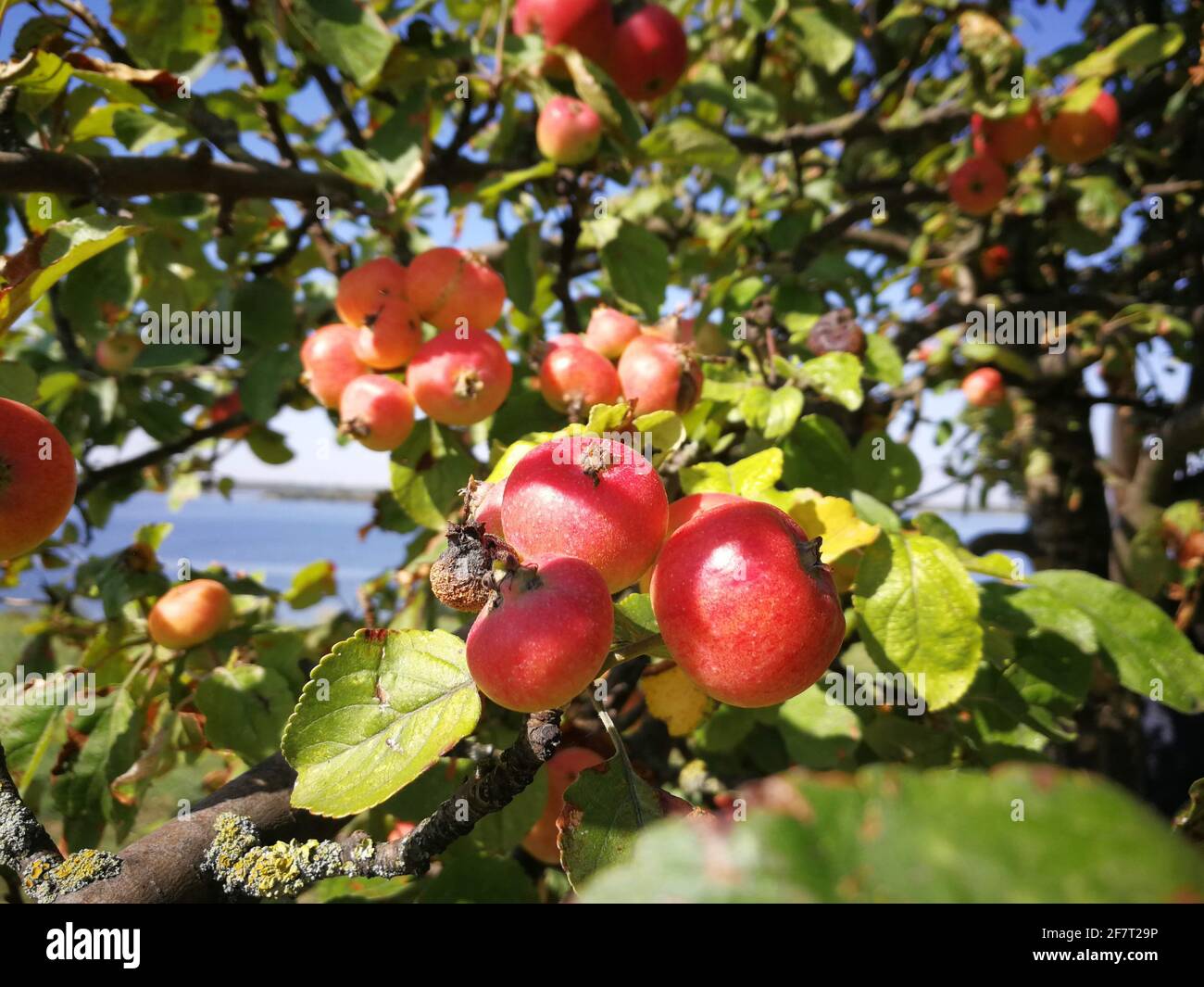 Rote Äpfel auf einem Baum im Spätsommer Stockfoto
