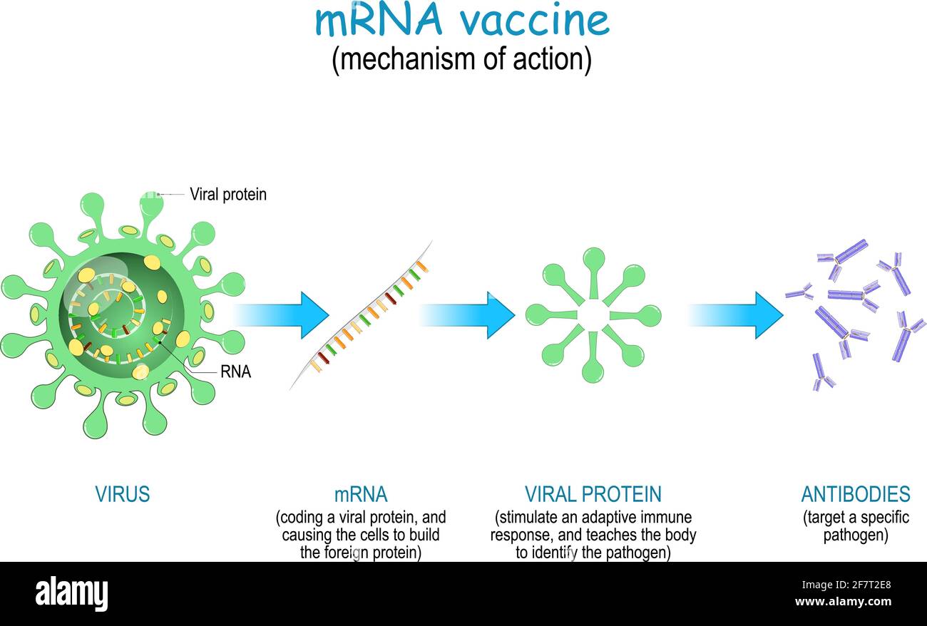 Wirkmechanismus des RNA-Impfstoffs. COVID-19. Pandemien verursachten die Entwicklung der mRNA-Technologie für eine neue Möglichkeit, eine Boten-RNA in ein ce zu liefern Stock Vektor
