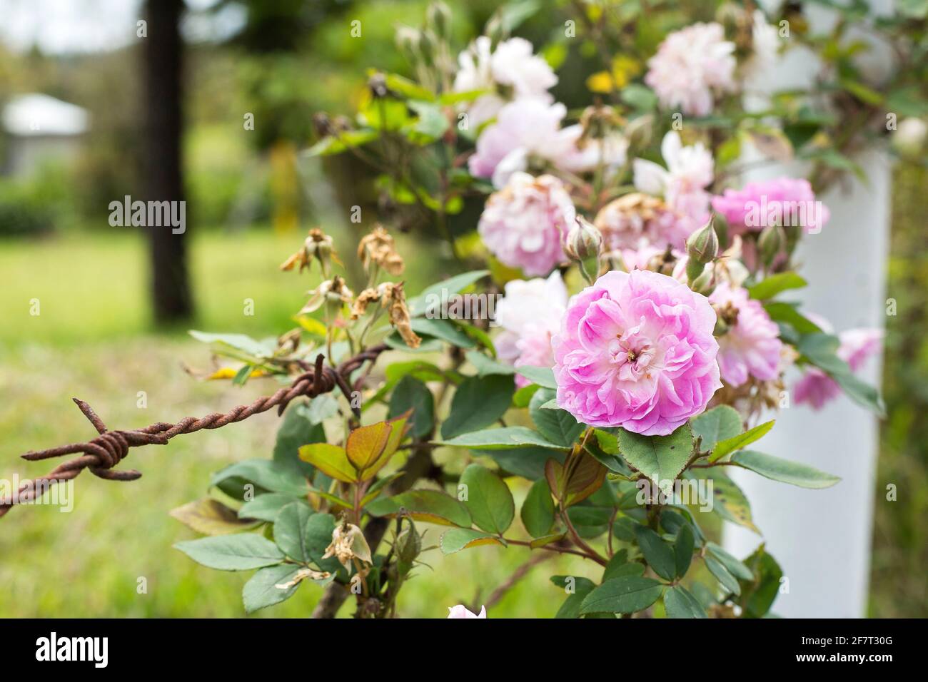 Rosa centifolia, auch Kohlrose, Provence-Rose oder Heilrose genannt. Rosa Blüten intensiv und verschwitzt Geruch. Sie sind essbar und heilend. Cla Stockfoto