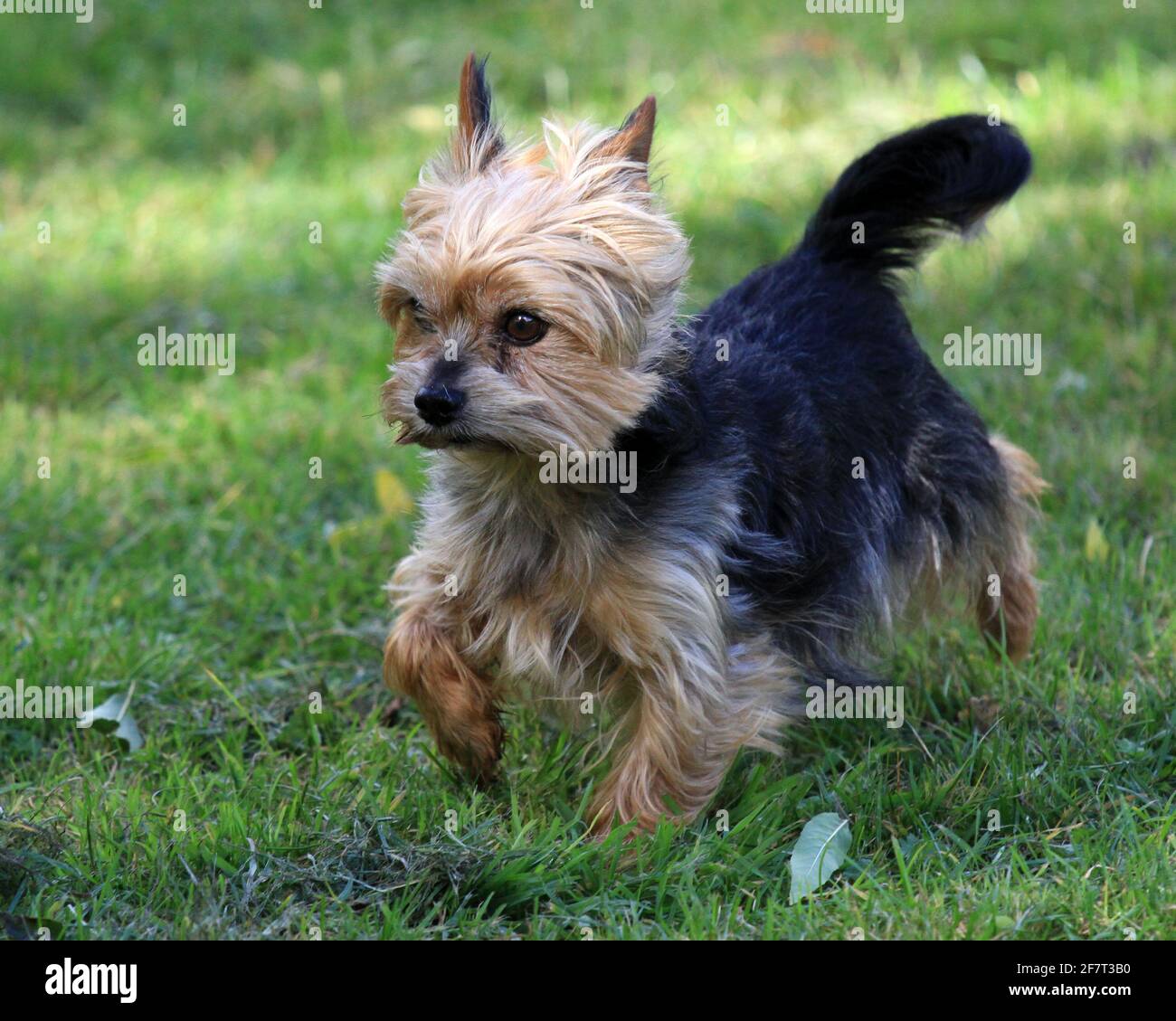 Yorkshire-Terrier Stockfoto