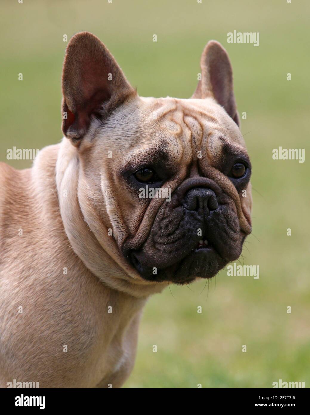 Nahaufnahme der französischen Bulldogge Stockfoto