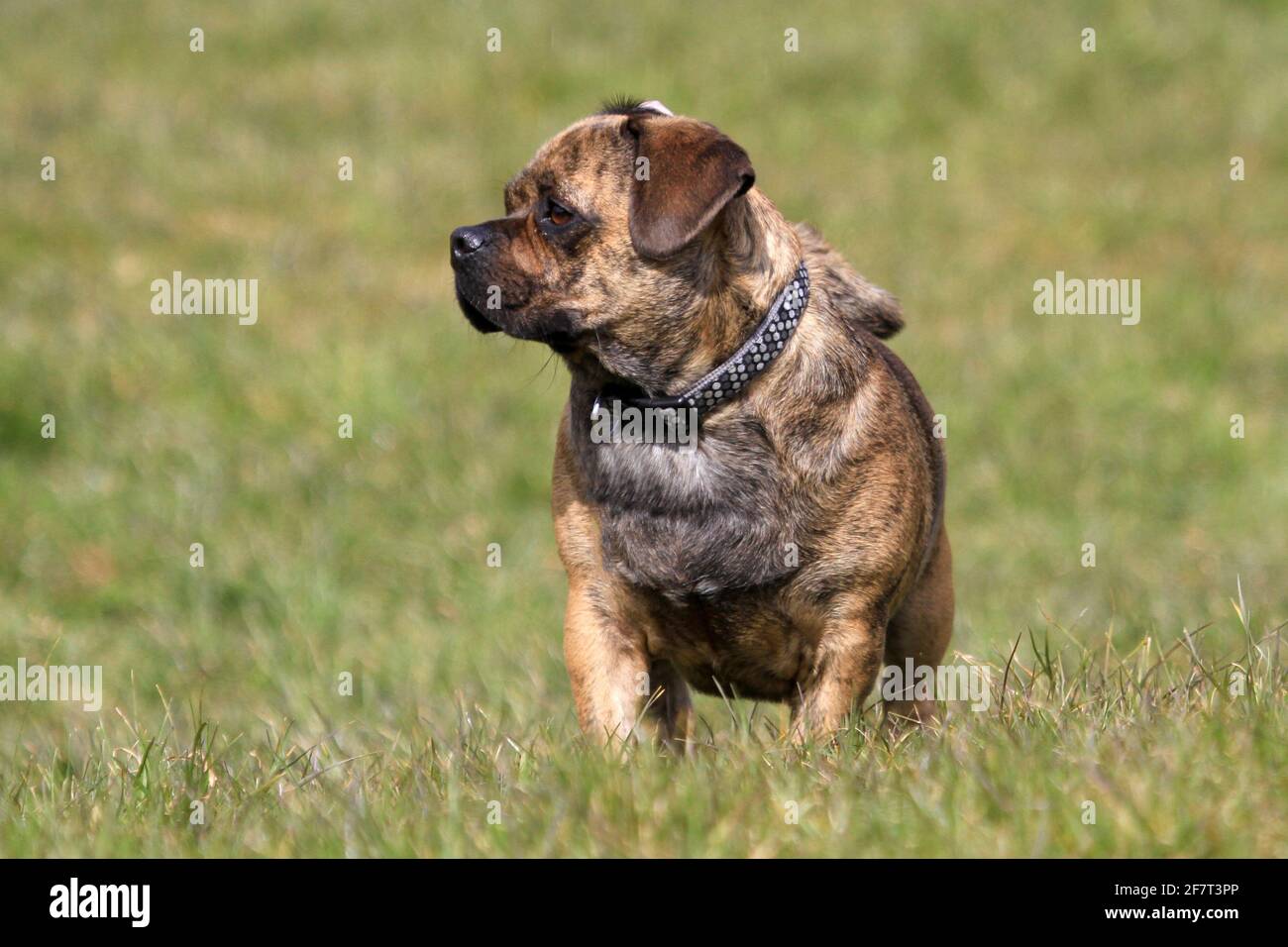 Mops x Staffordshire Bull Terrier Stockfoto