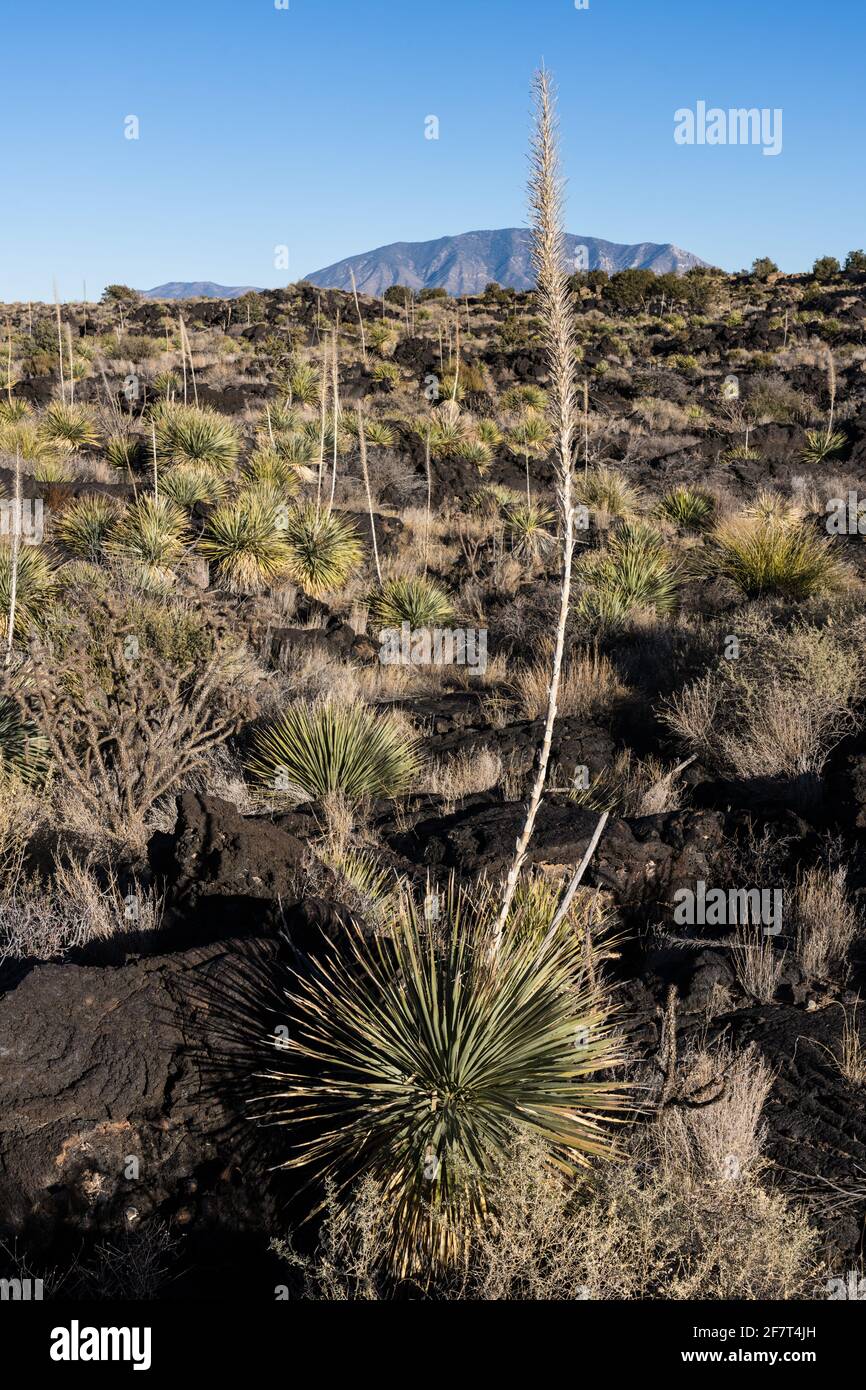 Commom Sotol wächst in den Lavafeldern des Valley of Fires Recreation Area, New Mexico. Seine hohe Blütenspitze ähnelt einer Yucca, aber es ist tatsächlich ich Stockfoto