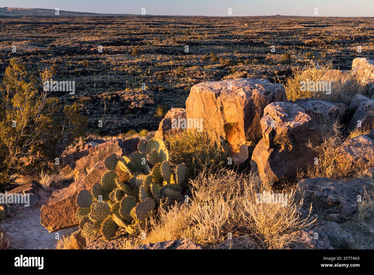 Prickley Pear Cactus zwischen Sandsteinfelsen im Valley of Fires Recreation Area, New Mexico. Stockfoto