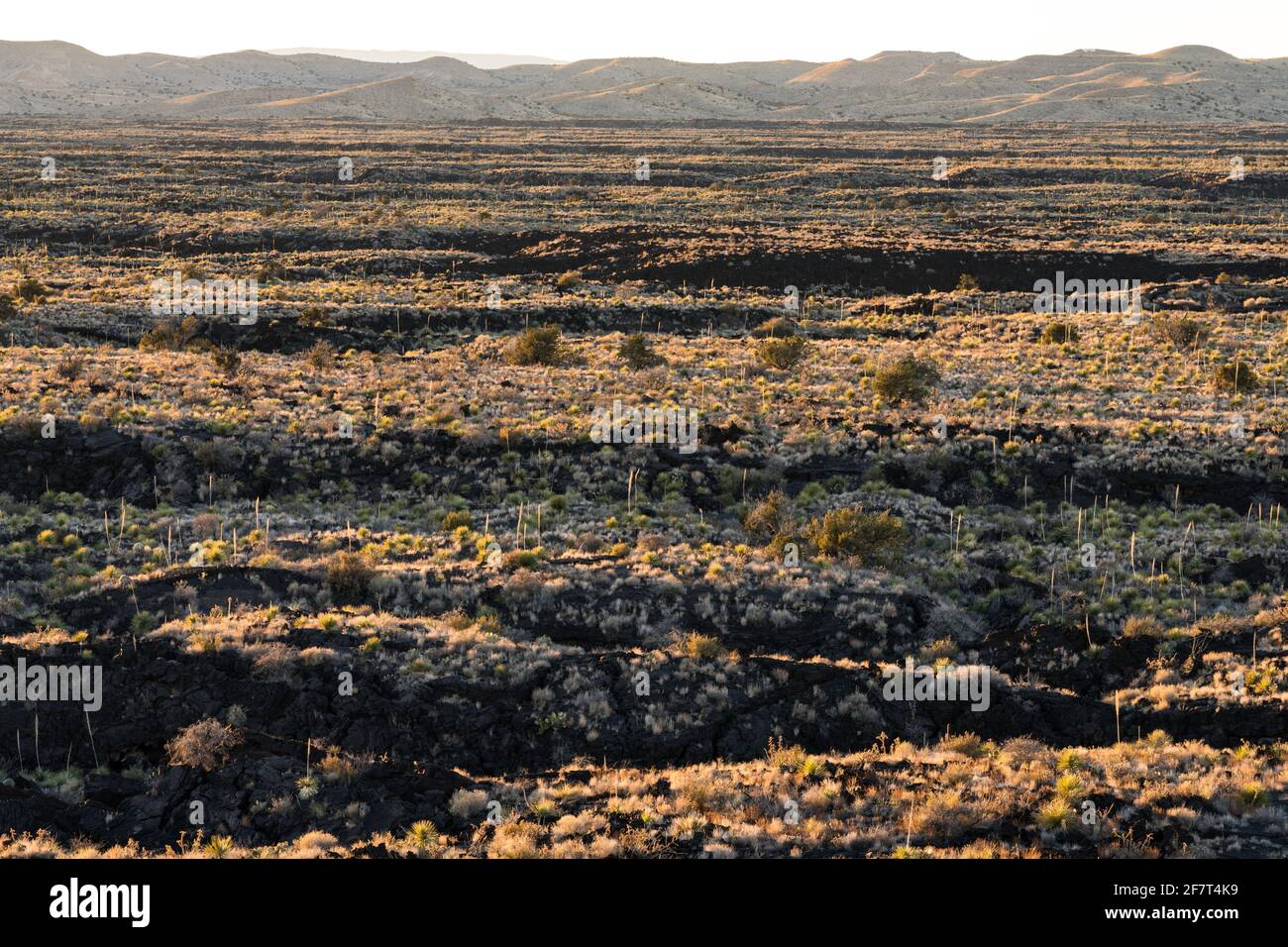 Wüstenvegetation wächst in den Feldern der Pahoepoe-Lava im Valley of Fires Recreation Area, New Mexico. Die Oscura Mountains liegen in der Ferne Stockfoto