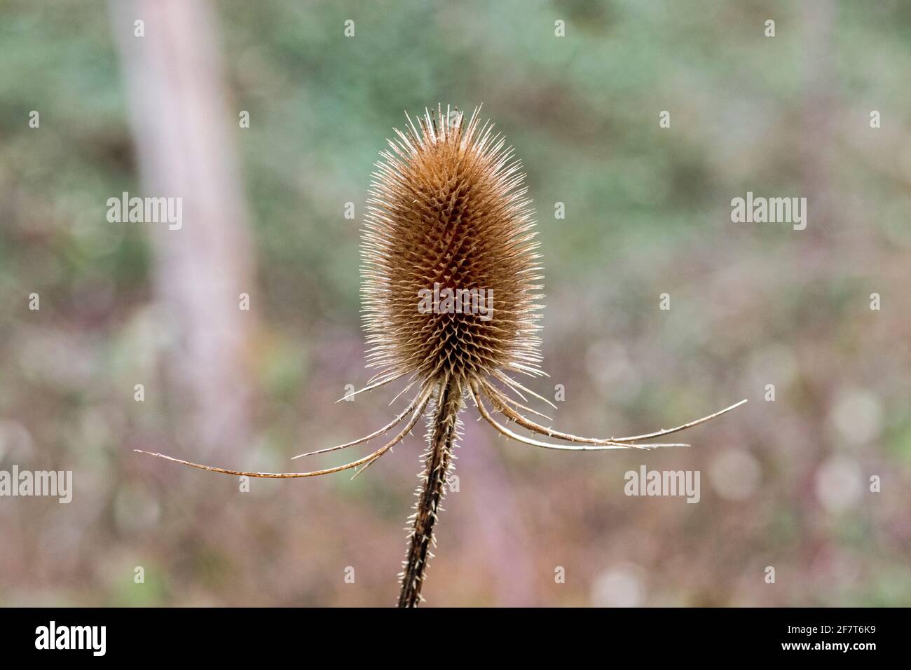 Eine wilde Distel, die im frühen Frühjahr wächst Stockfoto