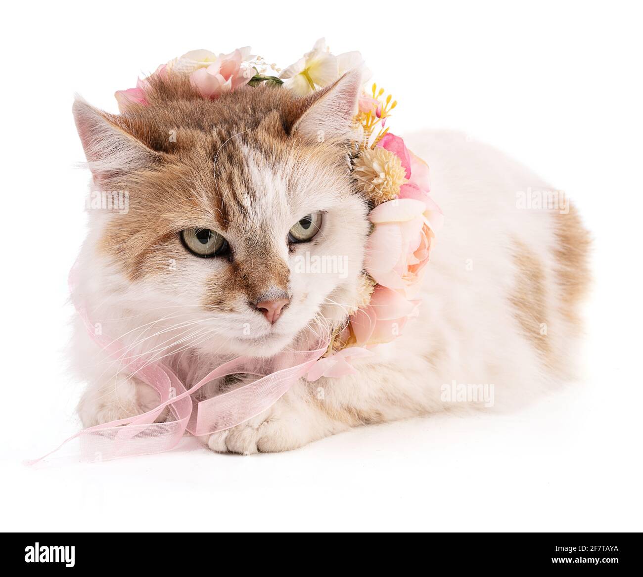 Porträt einer hübschen Katze mit Blumen auf einem weißen Hintergrund Stockfoto