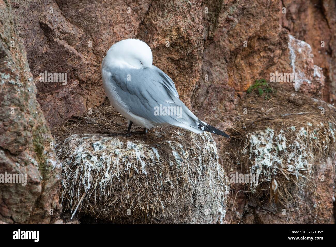 Kittiwake (Rissa tridactyla) auf Klippen, Bullers of Buchan, Aberdeenshire, Schottland, Großbritannien Stockfoto