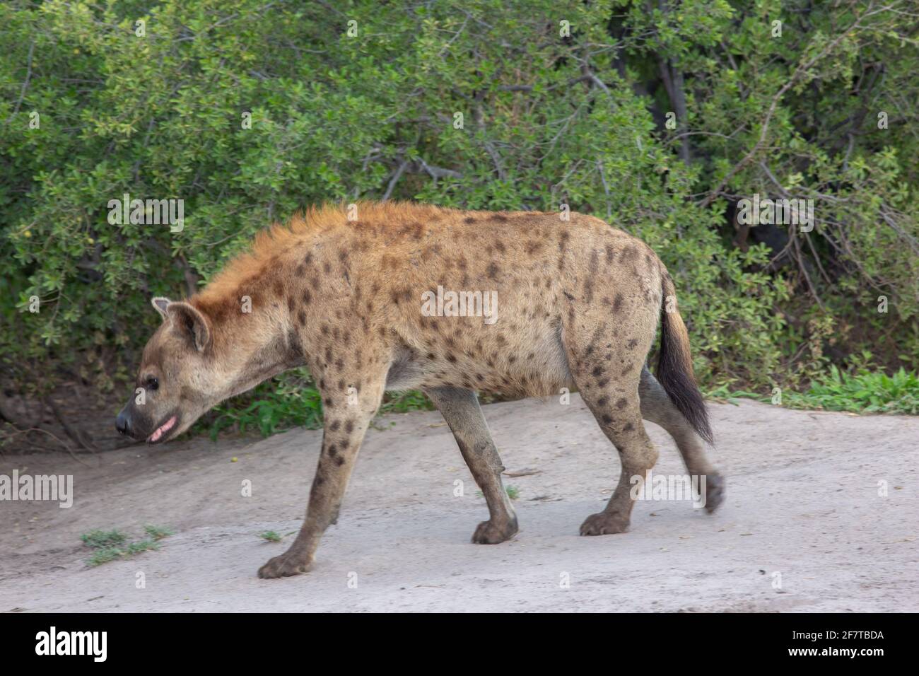 Gepunktete Hyäne (Crocuta crocuta). Erwachsener. Profil. Rückkehr, Magen gefüllt, nähert sich unterirdischen Höhle Eingang. Spazierender Gang Stockfoto