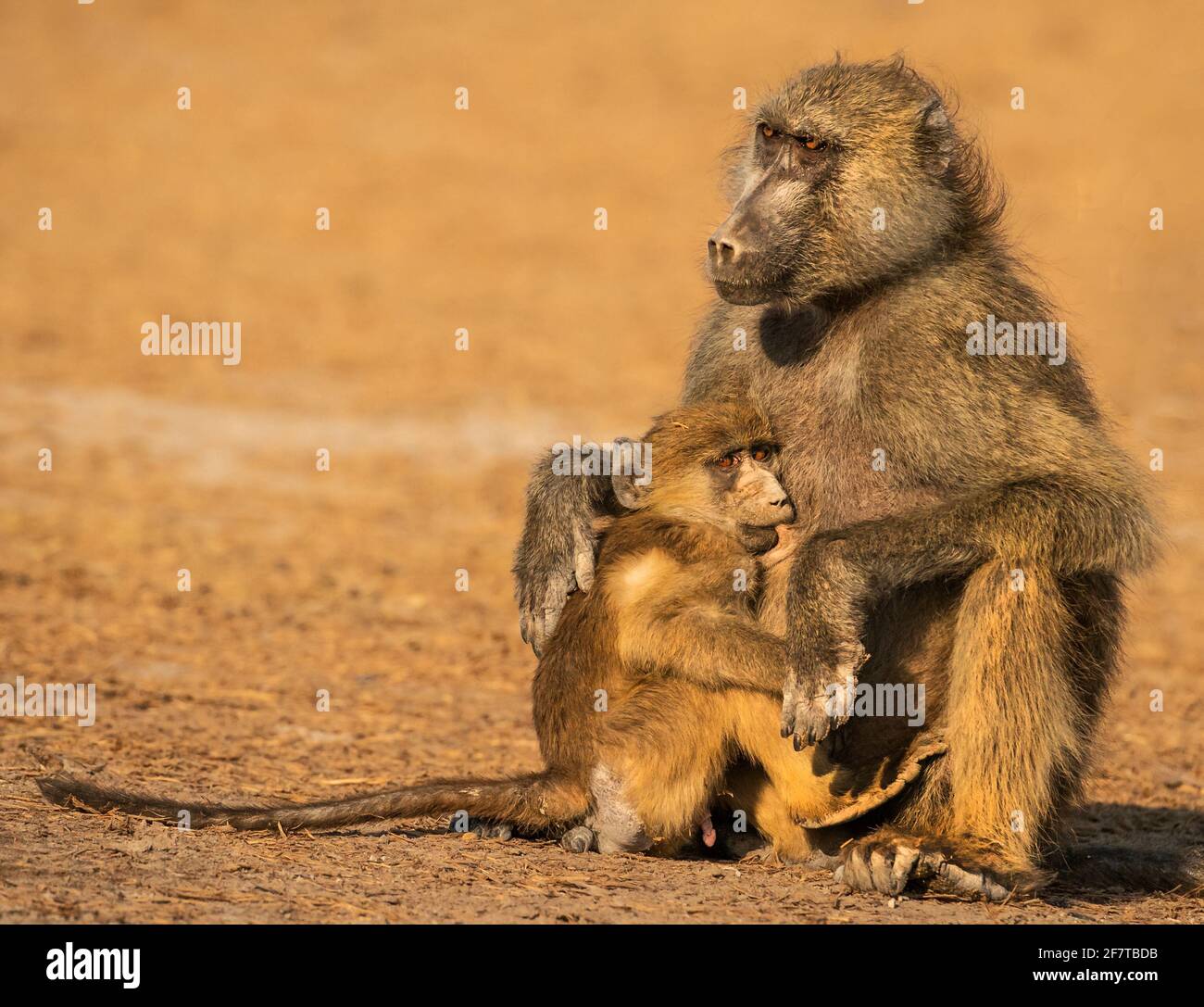 Mutter Baboon füttert ihr Baby Stockfoto