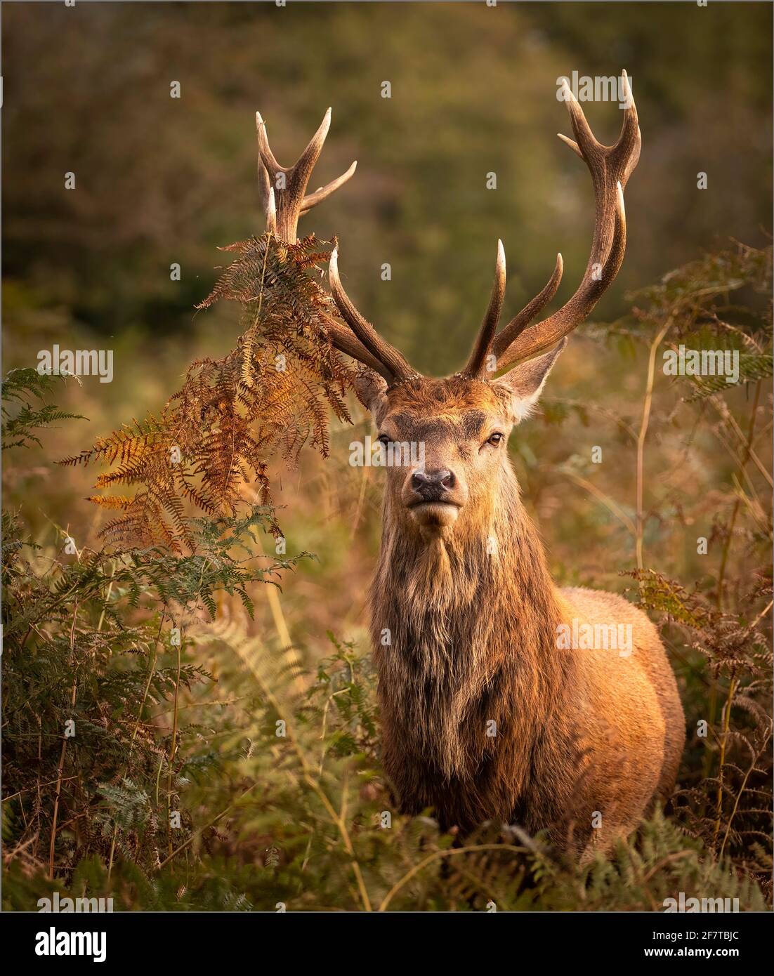 Brachdeer Buck vermessend sein Gebiet Stockfoto