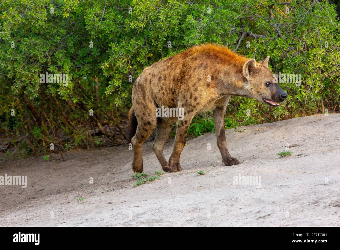 Gepunktete Hyäne (Crocuta crocuta). Ausgewachsenes Tier, das aus einer kommunalen unterirdischen Höhle hervortritt. Viereckige, mitreißende Gangart, linke und rechte Beine der Reihe nach Stockfoto