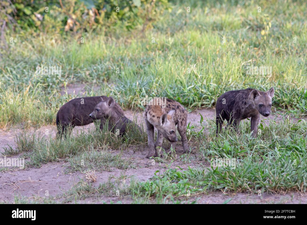 Gepunktete Hyena, Hyena (Crocuta crocuta). Jungtiere oder Jungtiere, jung unterschiedlichen Alters, von verschiedenen Müttern. Den gemeinschaftlich. Außerhalb ihrer gemeinsamen Höhle. Expl Stockfoto