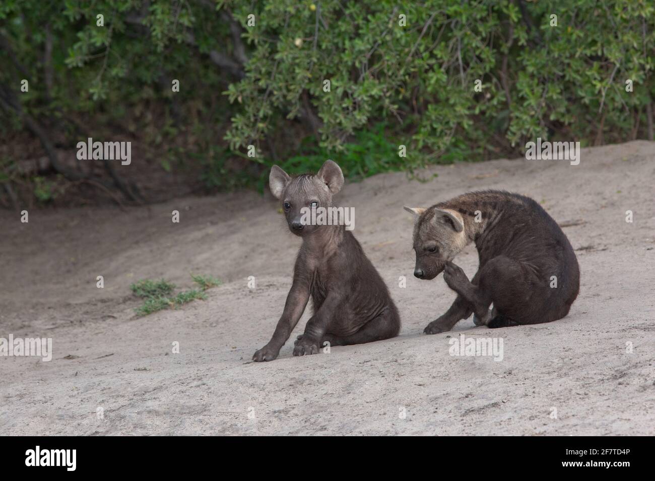 Gepunktete Hyena, Hyena (Crocuta crocuta). Zwei gleichaltrige Jungtiere oder Jungtiere von derselben Mutter. Den gemeinschaftlich. Außerhalb ihrer Stockfoto