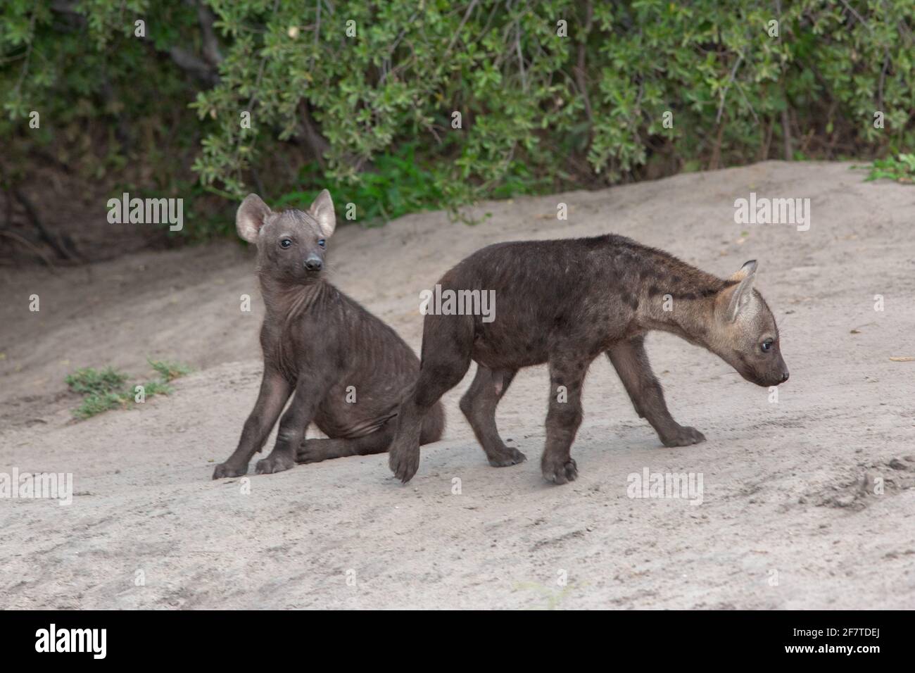 Gepunktete Hyena, Hyena (Crocuta crocuta). Zwei gleichaltrige Jungtiere oder Jungtiere von derselben Mutter. Den gemeinschaftlich. Außerhalb ihrer Stockfoto