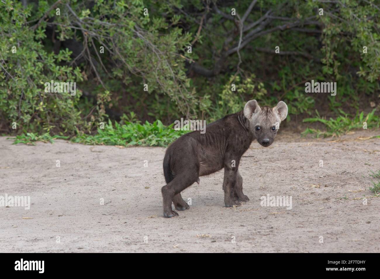 Gepunktete Hyena, Hyena (Crocuta crocuta). Einzelnes Junge oder Jungtier, jugendlich jung. Den gemeinschaftlich. Neugierig. Ängstlich. Sich verletzlich fühlen. Zuerst von einem Unbekannten Stockfoto