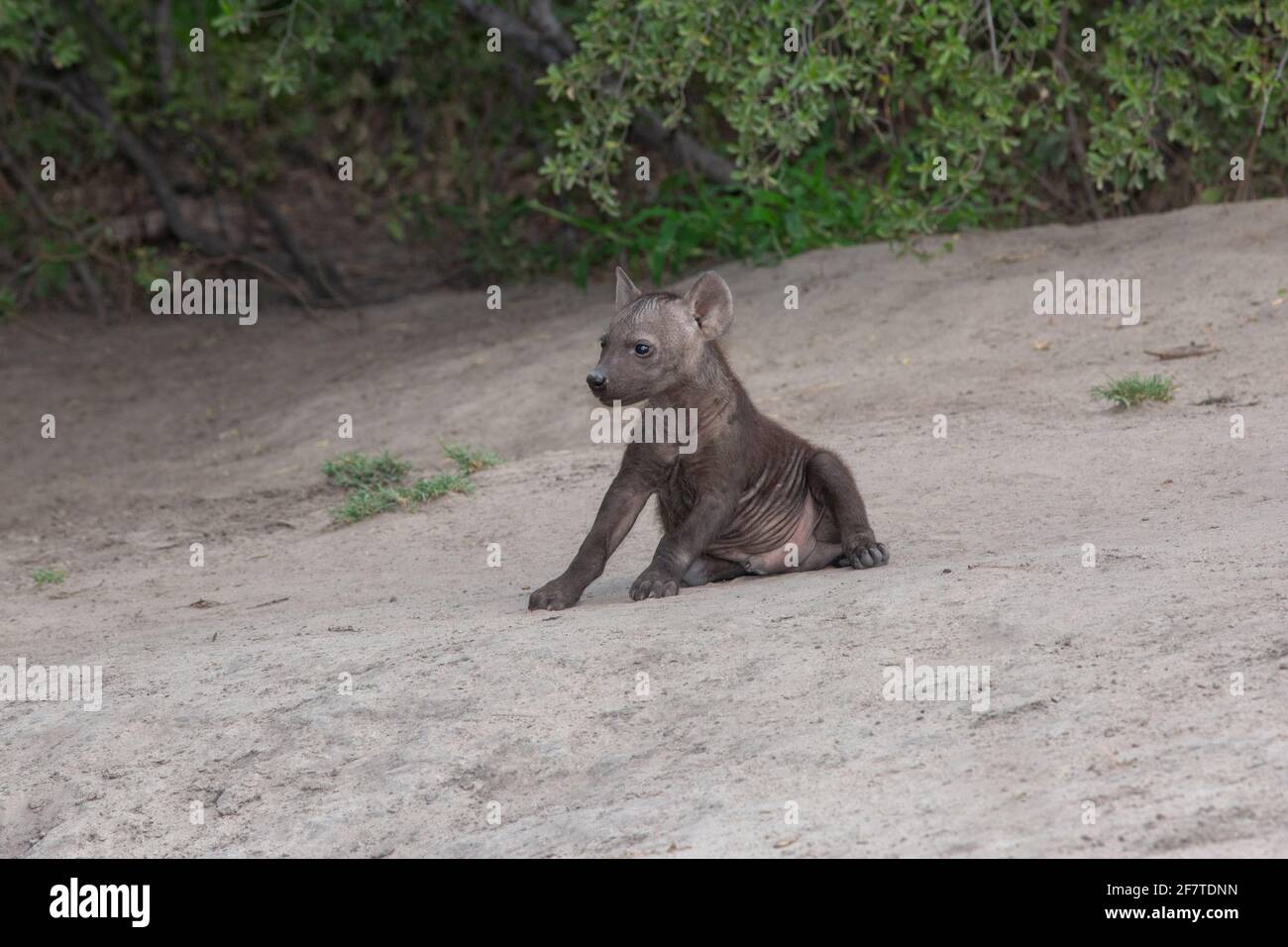 Gepunktete Hyena, Hyena (Crocuta crocuta). Einzelnes Junge oder Jungtier, jugendlich jung. Den gemeinschaftlich. Außerhalb einer gemeinsamen Höhle. Neugierig. Erkundungen über der Erde vor Ort Stockfoto