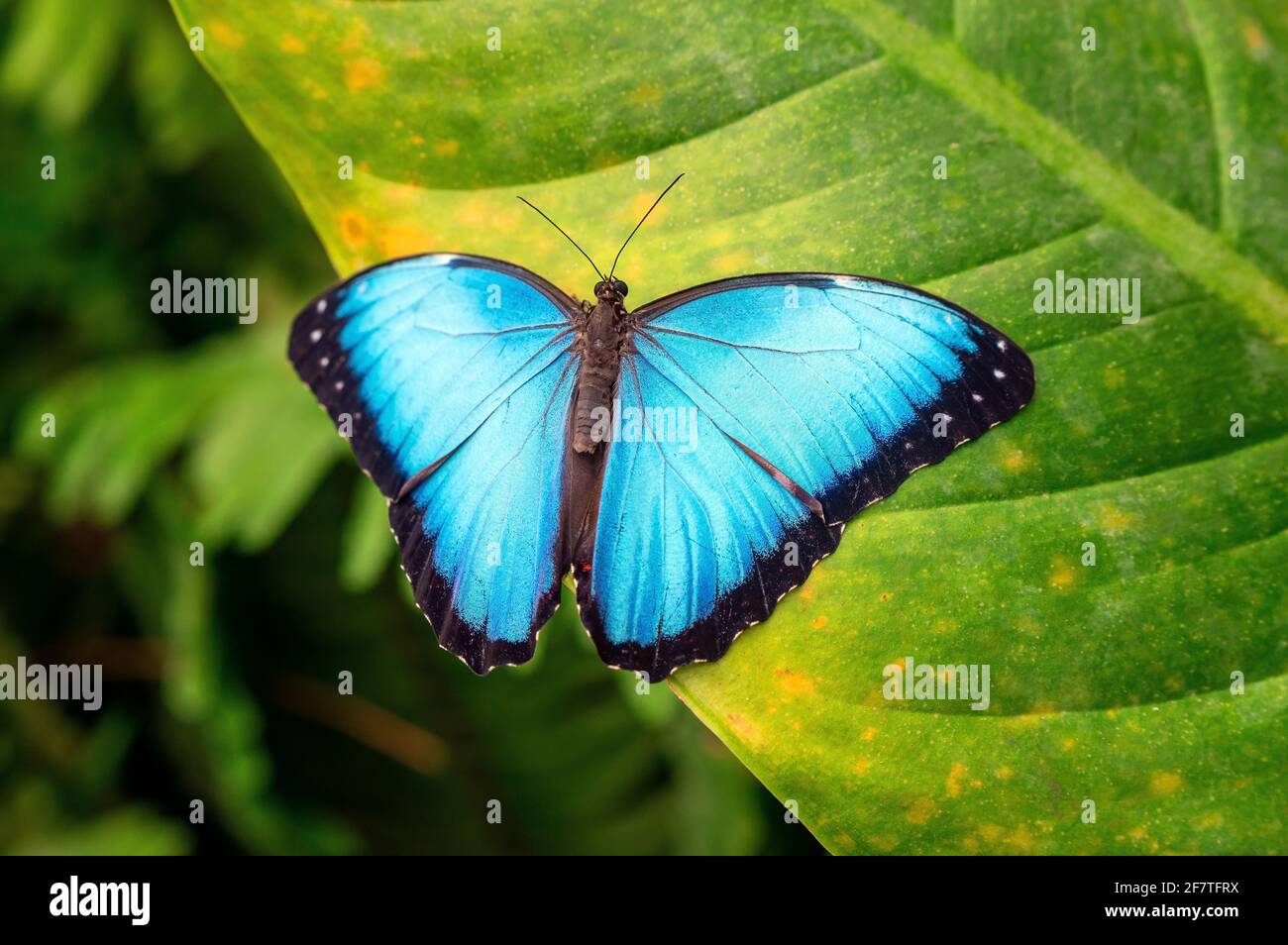Blauer Morpho-Schmetterling (Morpho menelaus) auf einem Blatt, Mindo-Nebelwald, Ecuador. Stockfoto