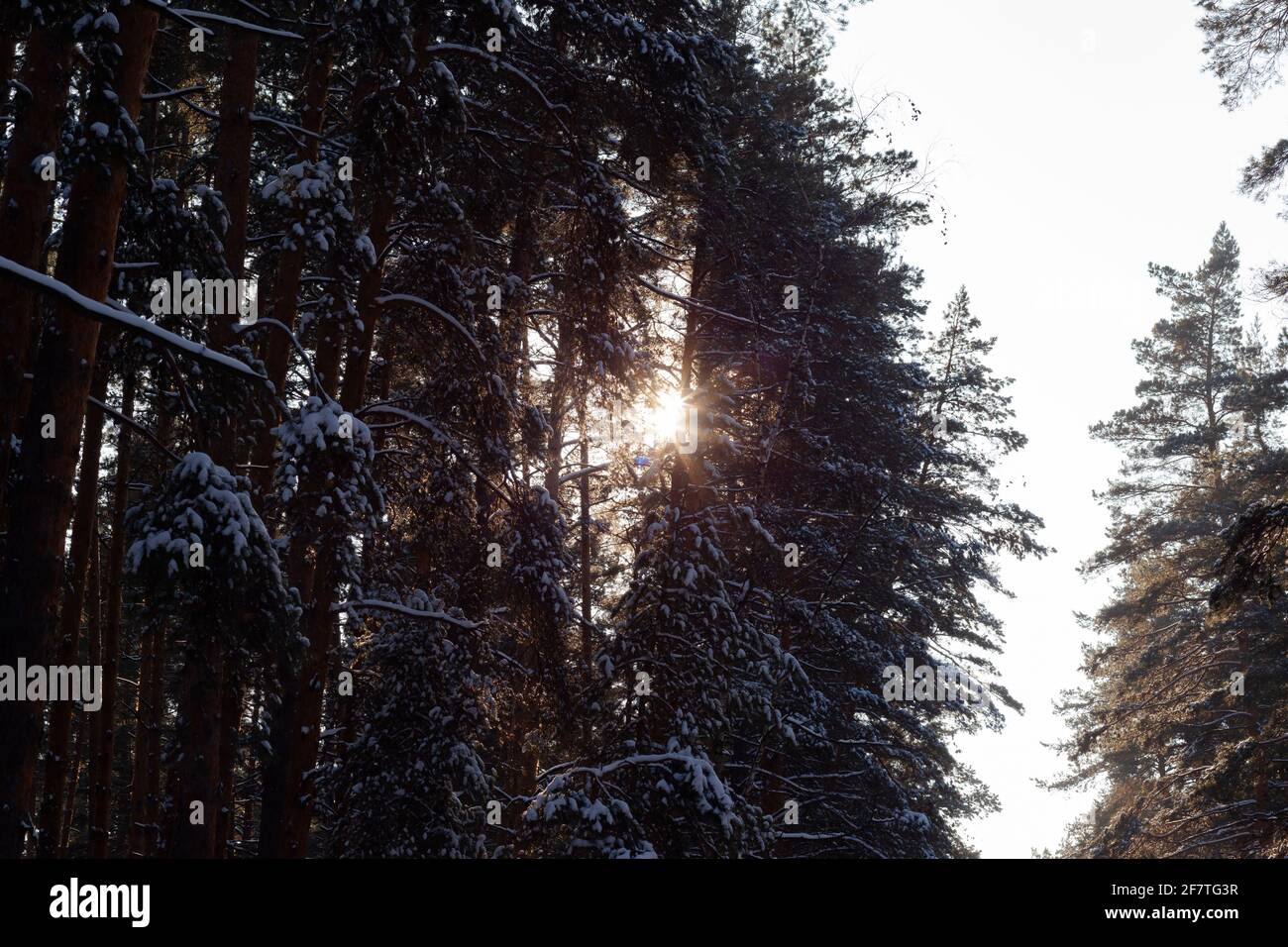 Hohe Kiefern im Wald, Kopierraum Stockfoto
