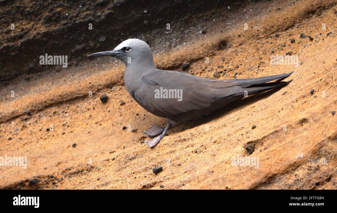 Gewöhnlicher Noddy (Anus stolidus) in Punta Vincente Roca, Isabela Island, Galapagos, Ecuador Stockfoto